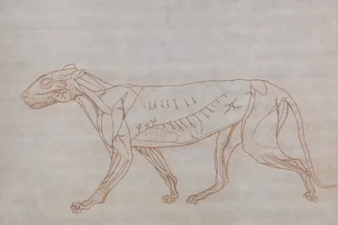 A Comparative Anatomical Exposition of the Structure of the Human Body with That of a Tiger and a Cow